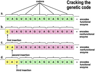 Cracking the genetic code a. b. c. d. 