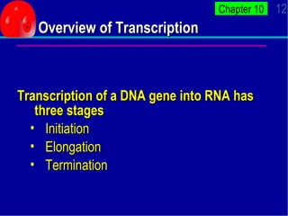 Overview of Transcription <ul><li>Transcription of a DNA gene into RNA has three stages </li></ul><ul><ul><li>Initiation <...