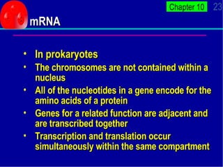 mRNA <ul><ul><li>In prokaryotes </li></ul></ul><ul><ul><li>The chromosomes are not contained within a nucleus </li></ul></...