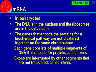 mRNA <ul><ul><li>In eukaryotes </li></ul></ul><ul><ul><li>The DNA is in the nucleus and the ribosomes are in the cytoplasm...