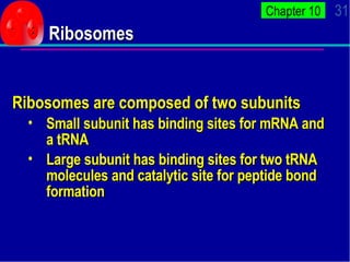 Ribosomes <ul><li>Ribosomes are composed of two subunits </li></ul><ul><ul><li>Small subunit has binding sites for mRNA an...