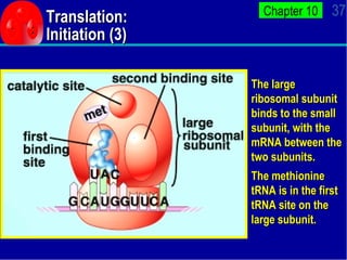 Translation: Initiation (3) The large ribosomal subunit binds to the small subunit, with the mRNA between the two subunits...