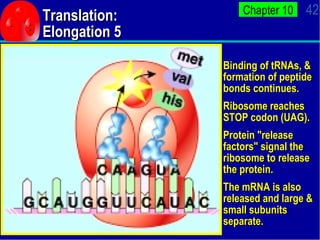Translation: Elongation 5 Binding of tRNAs, & formation of peptide bonds continues. Ribosome reaches STOP codon (UAG). Pro...
