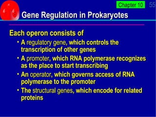 Gene Regulation in Prokaryotes <ul><li>Each operon consists of </li></ul><ul><ul><li>A  regulatory gene , which controls t...