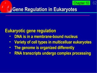 Gene Regulation in Eukaryotes <ul><li>Eukaryotic gene regulation </li></ul><ul><ul><li>DNA is in a membrane-bound nucleus ...