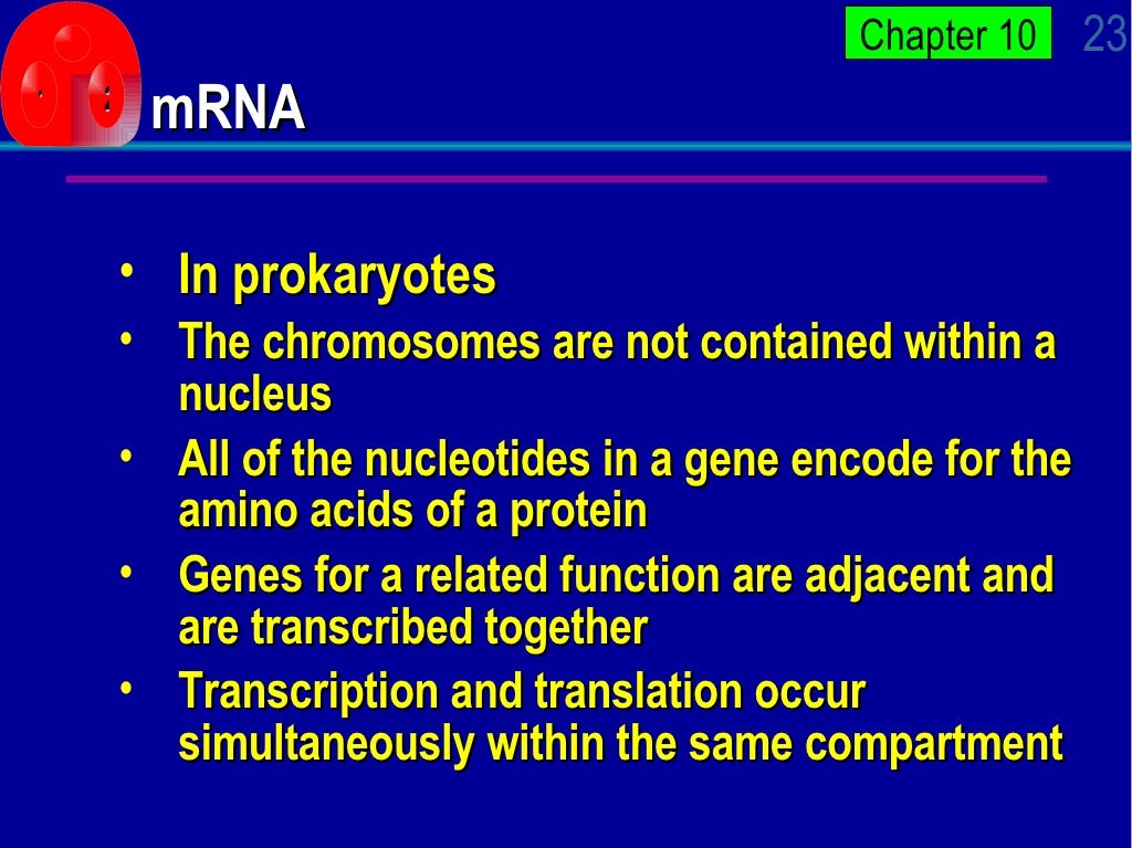 AP Bio Ch 10 Power Point