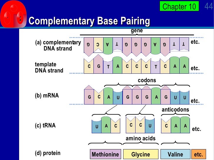AP Bio Ch 10 Power Point