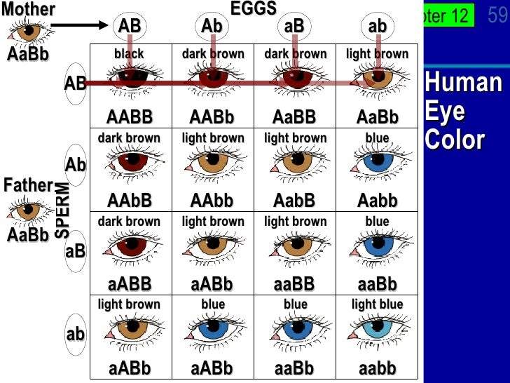Может ли кареглазых родителей родиться голубоглазый ребенок. Генетическое наследование цвета глаз. Наследование цвета глаз от родителей таблица. Генетика цвета глаз человека таблица. Генетика цвет глаз наследование.