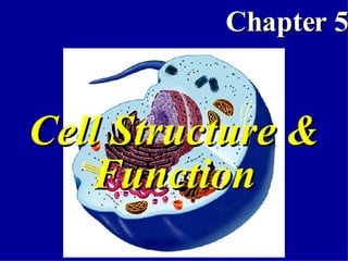 Cell Structure & Function 