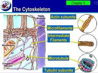 Ap Bio Ch 4 PowerPOint | PPT