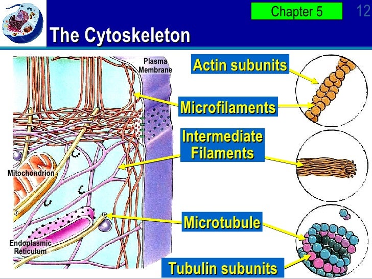 Ap Bio Ch 4 PowerPOint