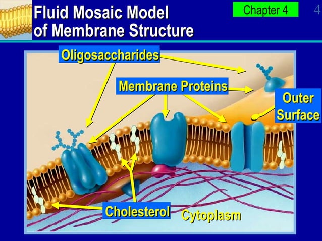 Ap Bio Ch 5 Power Point | PPT
