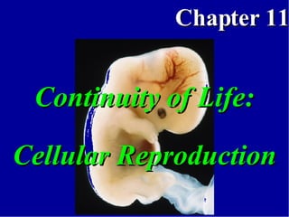Continuity of Life: Cellular Reproduction 