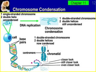 AP Bio Ch11 PowerPoint | PPT
