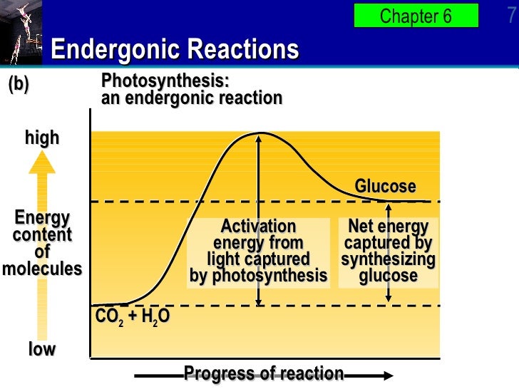 Photosynthesis Is An Endergonic Reaction. Why? Ap Bio Ch6 PowerPoint