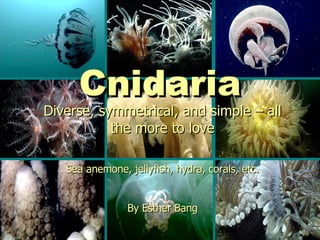 Cnidaria Diverse, symmetrical, and simple – all the more to love Sea anemone, jellyfish, hydra, corals, etc. By Esther Bang 
