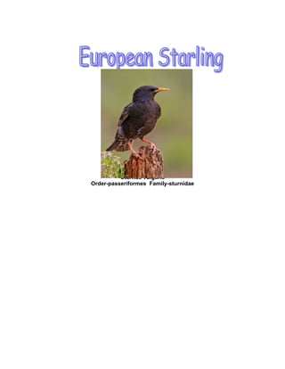 Sturnus vulgaris
Order-passeriformes Family-sturnidae