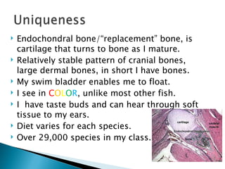 Endochondral bone/“replacement” bone, is cartilage that turns to bone as I mature. Relatively stable pattern of cranial bones, large dermal bones, in short I have bones.  My swim bladder enables me to float. I see in  C O L O R , unlike most other fish. I  have taste buds and can hear through soft tissue to my ears. Diet varies for each species. Over 29,000 species in my class.  