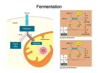 Fermentation 