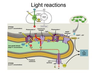 Light reactions 