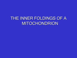 THE INNER FOLDINGS OF A MITOCHONDRION 