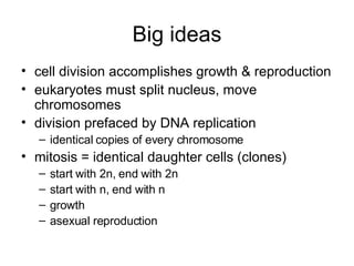 Big ideas cell division accomplishes growth & reproduction eukaryotes must split nucleus, move chromosomes division prefaced by DNA replication identical copies of every chromosome mitosis = identical daughter cells (clones) start with 2n, end with 2n start with n, end with n  growth asexual reproduction 