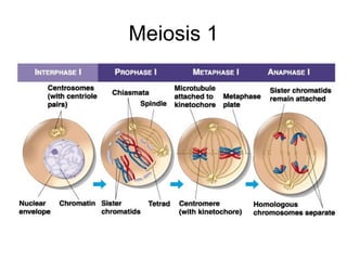 Meiosis 1 