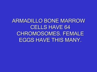 ARMADILLO BONE MARROW CELLS HAVE 64 CHROMOSOMES. FEMALE EGGS HAVE THIS MANY. 