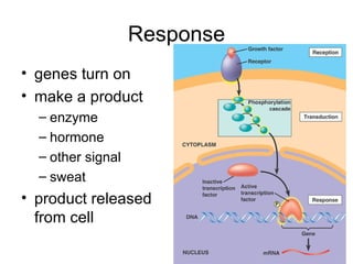 Response genes turn on make a product enzyme hormone other signal sweat product released from cell 
