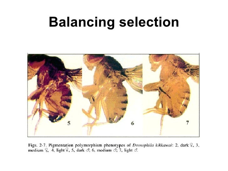 Ap Chap 23 The Evolution Of Populations