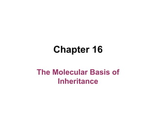 Chapter 16 The Molecular Basis of Inheritance 