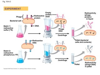 Fig. 16-4-3 EXPERIMENT Phage DNA Bacterial cell Radioactive protein Radioactive DNA Batch 1: radioactive sulfur ( 35 S) Batch 2: radioactive phosphorus ( 32 P) Empty protein shell Phage DNA Centrifuge Centrifuge Pellet Pellet (bacterial  cells and contents) Radioactivity (phage  protein)  in liquid Radioactivity (phage DNA)  in pellet 