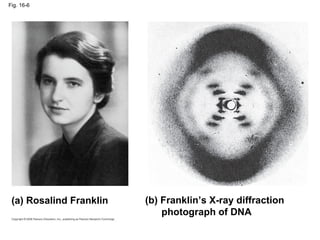 Fig. 16-6 (a) Rosalind Franklin (b) Franklin’s X-ray diffraction    photograph of DNA 