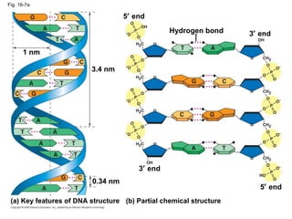 Fig. 16-7a Hydrogen bond 3   end 5   end 3.4 nm 0.34 nm 3   end 5   end (b) Partial chemical structure (a) Key features of DNA structure 1 nm 