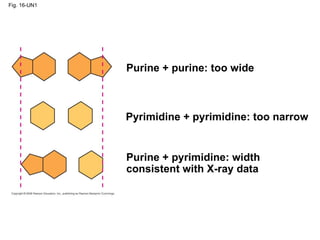 Fig. 16-UN1 Purine + purine: too wide Pyrimidine + pyrimidine: too narrow Purine + pyrimidine: width consistent with X-ray data 