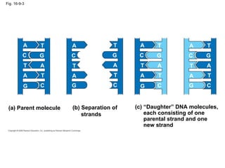 Fig. 16-9-3 A T G C T A T A G C (a) Parent molecule A T G C T A T A G C (c) “Daughter” DNA molecules, each consisting of one parental strand and one  new strand (b) Separation of strands A T G C T A T A G C A T G C T A T A G C 