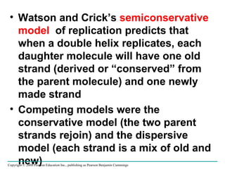 Watson and Crick’s  semiconservative model  of replication predicts that when a double helix replicates, each daughter molecule will have one old strand (derived or “conserved” from the parent molecule) and one newly made strand Competing models were the conservative model (the two parent strands rejoin) and the dispersive model (each strand is a mix of old and new) Copyright © 2008 Pearson Education Inc., publishing as Pearson Benjamin Cummings 