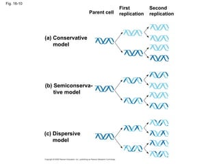 Fig. 16-10 Parent cell First replication Second replication (a) Conservative model (b) Semiconserva- tive model (c) Dispersive model 