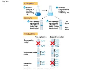 Fig. 16-11 EXPERIMENT RESULTS CONCLUSION 1 2 4 3 Conservative model Semiconservative model Dispersive  model Bacteria cultured in medium containing  15 N Bacteria transferred to  medium containing  14 N DNA sample centrifuged after 20 min (after first application) DNA sample centrifuged after 40 min (after second replication) More dense Less dense Second replication First replication 