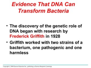 Evidence That DNA Can Transform Bacteria The discovery of the genetic role of DNA began with research by  Frederick Griffith  in 1928 Griffith worked with two strains of a bacterium, one pathogenic and one harmless Copyright © 2008 Pearson Education Inc., publishing as Pearson Benjamin Cummings 