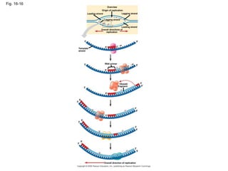 Fig. 16-16 Overview Origin of replication Leading strand Leading strand Lagging strand Lagging strand Overall directions of replication Template strand RNA primer Okazaki fragment Overall direction of replication 1 2 3  2 1 1 1 1 2 2 5  1 3  3  3  3  3  3  3  3  3  5  5  5  5  5  5  5  5  5  5  5  3  3  