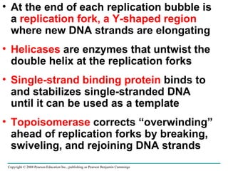 At the end of each replication bubble is a  replication fork, a Y-shaped region  where new DNA strands are elongating Helicases  are enzymes that untwist the double helix at the replication forks Single-strand binding protein  binds to and stabilizes single-stranded DNA until it can be used as a template Topoisomerase  corrects “overwinding” ahead of replication forks by breaking, swiveling, and rejoining DNA strands Copyright © 2008 Pearson Education Inc., publishing as Pearson Benjamin Cummings 
