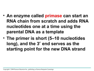 An enzyme called  primase  can start an RNA chain from scratch and adds RNA nucleotides one at a time using the parental DNA as a template The primer is short (5–10 nucleotides long), and the 3   end serves as the starting point for the new DNA strand Copyright © 2008 Pearson Education Inc., publishing as Pearson Benjamin Cummings 