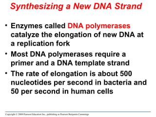 Synthesizing a New DNA Strand Enzymes called  DNA polymerases  catalyze the elongation of new DNA at a replication fork Most DNA polymerases require a primer and a DNA template strand The rate of elongation is about 500 nucleotides per second in bacteria and 50 per second in human cells Copyright © 2008 Pearson Education Inc., publishing as Pearson Benjamin Cummings 