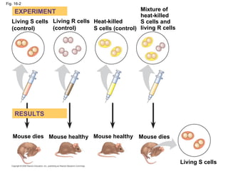 Fig. 16-2 Living S cells (control) Living R cells (control) Heat-killed  S cells (control) Mixture of heat-killed  S cells and living R cells Mouse dies Mouse dies Mouse healthy Mouse healthy Living S cells RESULTS EXPERIMENT 