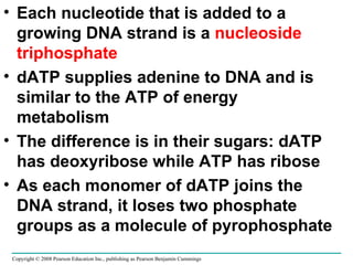 Each nucleotide that is added to a growing DNA strand is a  nucleoside triphosphate dATP supplies adenine to DNA and is similar to the ATP of energy metabolism The difference is in their sugars: dATP has deoxyribose while ATP has ribose As each monomer of dATP joins the DNA strand, it loses two phosphate groups as a molecule of pyrophosphate Copyright © 2008 Pearson Education Inc., publishing as Pearson Benjamin Cummings 