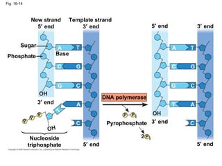 Fig. 16-14 A C T G G G G C C C C C A A A T T T New strand 5   end Template strand  3   end 5   end 3   end 3   end 5   end 5   end 3   end Base Sugar Phosphate Nucleoside triphosphate Pyrophosphate DNA polymerase 