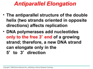 Antiparallel Elongation The antiparallel structure of the double helix (two strands oriented in opposite directions) affects replication DNA polymerases add nucleotides  only to the free 3  end  of a growing strand; therefore, a new DNA strand can elongate only in the 5  to  3  direction Copyright © 2008 Pearson Education Inc., publishing as Pearson Benjamin Cummings 