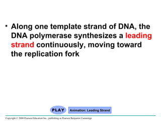 Along one template strand of DNA, the DNA polymerase synthesizes a  leading strand  continuously, moving toward the replication fork Copyright © 2008 Pearson Education Inc., publishing as Pearson Benjamin Cummings Animation: Leading Strand 