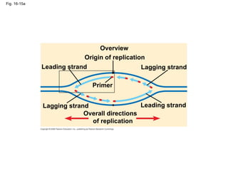 Fig. 16-15a Overview Leading strand Leading strand Lagging strand Lagging strand Origin of replication Primer Overall directions  of replication 